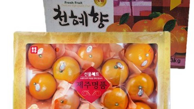 제주 천혜향 대과: 겨울 선물, 핵꿀팁 대방출!🍊